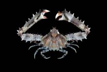 Enoplolambrus pransor