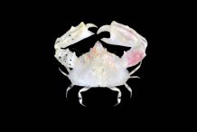 Heterocrypta colombiana