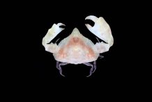 Heterocrypta colombiana