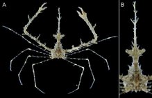 Lambrachaeus ramifer