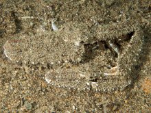 Parthenope longimanus