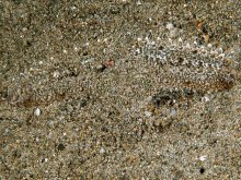 Parthenope longimanus