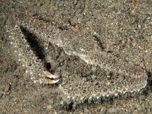 Parthenope longimanus