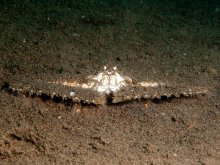 Parthenope longimanus