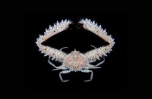 Platylambrus granulatus