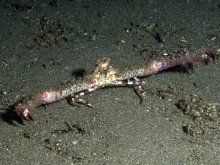 Rhinolambrus contrarius