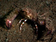 Rhinolambrus contrarius