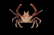 Ceratocarcinus longimanus