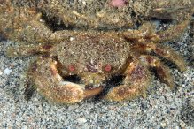 Pilumnus scabriusculus