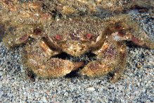 Pilumnus scabriusculus