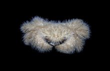 Pilumnus vespertilio