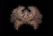 Pilumnus vespertilio