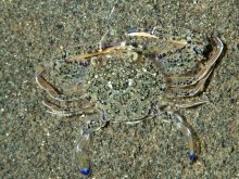 Cycloachelous granulatus