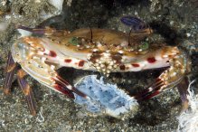 Goniosupradens acutifrons