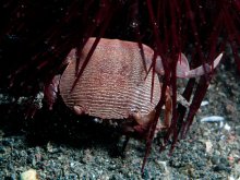 Lissocarcinus arkati