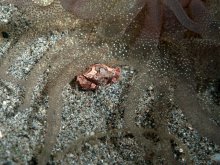 Lissocarcinus laevis