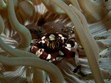 Lissocarcinus laevis