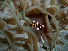 Lissocarcinus laevis