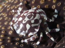 Lissocarcinus orbicularis