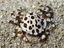 Lissocarcinus orbicularis