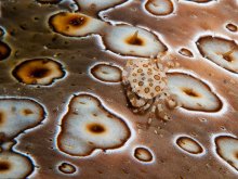 Lissocarcinus orbicularis