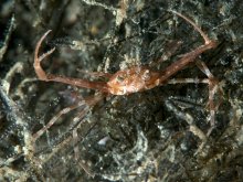 Lupocyclus philippinensis