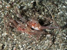 Lupocyclus philippinensis