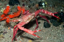 Lupocyclus rotundatus