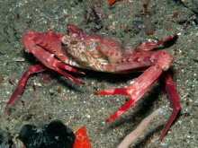 Lupocyclus rotundatus