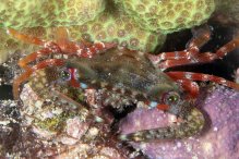 Thalamitoides quadridens