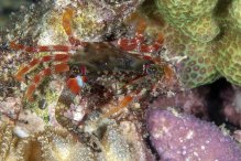 Thalamitoides quadridens