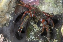 Thalamitoides quadridens