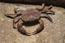 Sinopotamon kwanhsienense