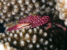 Trapezia rufopunctata