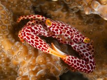 Trapezia rufopunctata