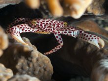 Trapezia rufopunctata