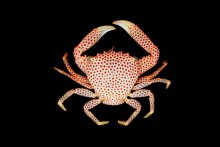 Trapezia rufopunctata