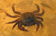 Sylviocarcinus pictus