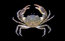 Rhithropanopeus harrisii