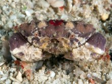 Hypocolpus pararugosus