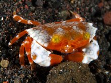 Lophozozymus pulchellus