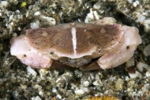 Neoxanthops lineatus