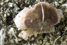 Neoxanthops lineatus