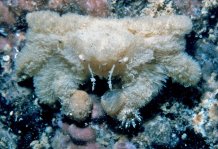 Polydectus cupulifer