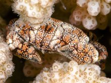 Pseudoliomera speciosa