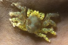 Pseudocryptochirus viridis