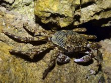 Grapsus albolineatus