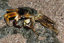 Grapsus tenuicrustatus