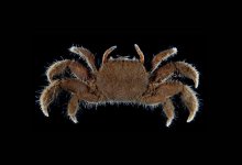 Ilyogynnis microcheirum