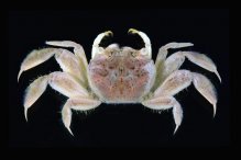 Nasima dotilliformis